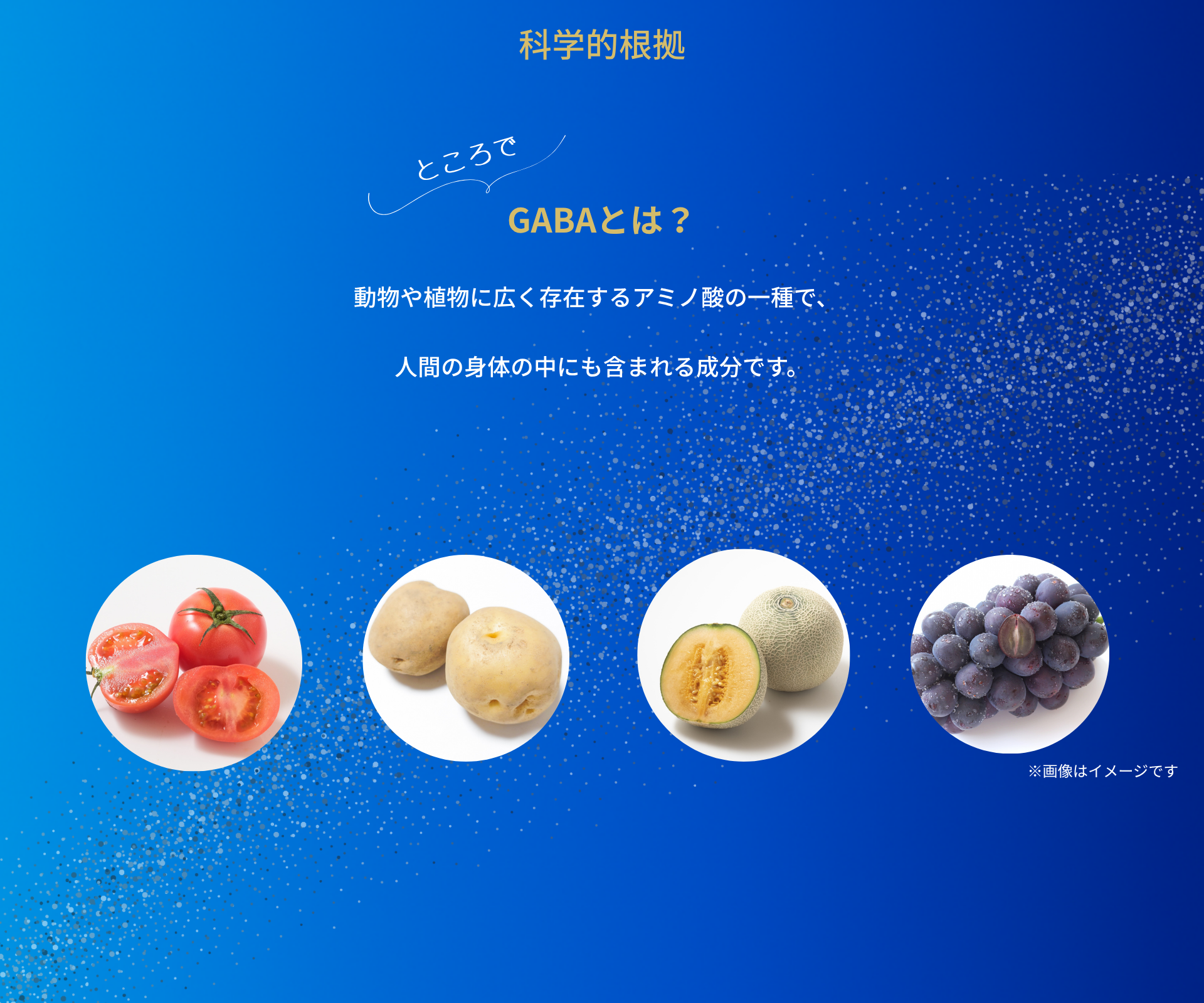 GABAとは何かを説明する画像。GABAは動物や植物に広く存在するアミノ酸の一種で、人間の体内にも含まれる神経伝達に関わる重要な成分。代表的な食品としてトマト、じゃがいも、メロン、ぶどうなどに含まれていることを紹介。